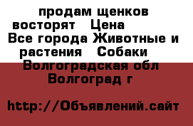 продам щенков восторят › Цена ­ 7 000 - Все города Животные и растения » Собаки   . Волгоградская обл.,Волгоград г.